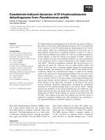Tài liệu Báo cáo khoa học: Cosubstrate-induced dynamics of D-3-hydroxybutyrate dehydrogenase from Pseudomonas putida ppt