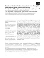 Tài liệu Báo cáo khoa học: Functional studies of active-site mutants from Drosophila melanogaster deoxyribonucleoside kinase Investigations of the putative catalytic glutamate–arginine pair and of residues responsible for substrate speciﬁcity docx