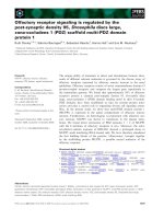 Tài liệu Báo cáo khoa học: Olfactory receptor signaling is regulated by the post-synaptic density 95, Drosophila discs large, zona-occludens 1 (PDZ) scaffold multi-PDZ domain protein 1 pptx