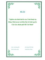 Nghiên cứu hình thái lá của 2 loài thuộc họ Bông (Malvaceae) tại Khu Dự trữ sinh quyển Cần Giờ, thành phố Hồ Chí Minh