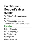 Tài liệu Cá chốt cờ-Bocourt''''s river catfish doc