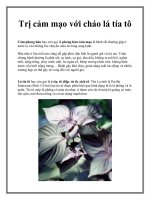 Tài liệu Trị cảm mạo với cháo lá tía tô pdf