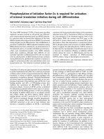 Tài liệu Báo cáo Y học: Phosphorylation of initiation factor-2a is required for activation of internal translation initiation during cell differentiation ppt