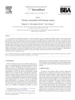 Tài liệu Viruses associated with human cancer docx