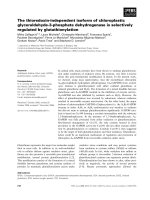Tài liệu Báo cáo khoa học: The thioredoxin-independent isoform of chloroplastic glyceraldehyde-3-phosphate dehydrogenase is selectively regulated by glutathionylation docx