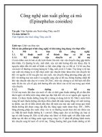 Tài liệu Công nghệ sản xuất giống cá mú (Epinephelus coioides) pptx