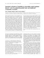 Tài liệu Báo cáo khoa học: Synergistic activation of signalling to extracellular signal-regulated kinases 1 and 2 by epidermal growth factor and 4b-phorbol 12-myristate 13-acetate pptx