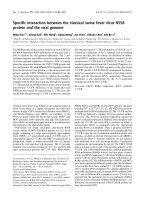 Tài liệu Báo cáo khoa học: Speciﬁc interaction between the classical swine fever virus NS5B protein and the viral genome pdf
