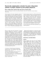 Tài liệu Báo cáo Y học: Dinucleoside polyphosphates stimulate the primer independent synthesis of poly(A) catalyzed by yeast poly(A) polymerase ppt
