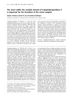 Tài liệu Báo cáo Y học: The insert within the catalytic domain of tripeptidyl-peptidase II is important for the formation of the active complex potx
