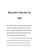 Tài liệu Rệp phấn trắng hại cây sapô docx