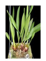 Tài liệu Bạch cập - Vị thuốc cầm máu docx