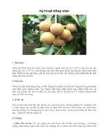 Tài liệu Kỹ thuật trồng nhãn docx