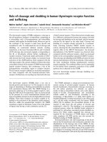 Tài liệu Báo cáo khoa học: Role of cleavage and shedding in human thyrotropin receptor function and trafﬁcking pdf