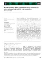 Tài liệu Báo cáo khoa học: Synchronization of Ca2+ oscillations: a capacitative (AC) electrical coupling model in neuroepithelium pptx