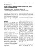 Tài liệu Báo cáo khoa học: Oxygen-dependent regulation of hypoxia-inducible factors by prolyl and asparaginyl hydroxylation pdf