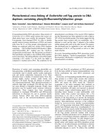 Tài liệu Báo cáo khoa học: Photochemical cross-linking of Escherichia coli Fpg protein to DNA duplexes containing pdf