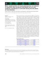 Tài liệu Báo cáo khoa học: Minor capsid proteins of mouse polyomavirus are inducers of apoptosis when produced individually but are only moderate contributors to cell death during the late phase of viral infection ppt