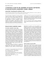 Tài liệu Báo cáo khoa học: a-Conotoxins as tools for the elucidation of structure and function of neuronal nicotinic acetylcholine receptor subtypes doc