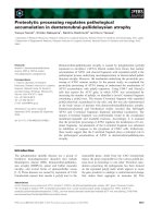 Tài liệu Báo cáo khoa học: Proteolytic processing regulates pathological accumulation in dentatorubral-pallidoluysian atrophy pdf