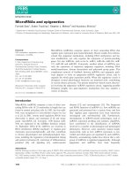 Tài liệu Báo cáo khoa học: MicroRNAs and epigenetics doc