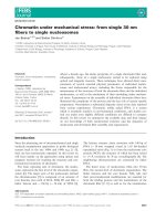 Tài liệu Báo cáo khoa học: Chromatin under mechanical stress: from single 30 nm ﬁbers to single nucleosomes pdf