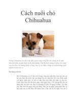 Tài liệu Cách nuôi chó Chihuahua pptx
