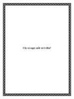 Tài liệu Cây cỏ ngọt xuất xứ ở đâu? pptx