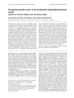 Tài liệu Báo cáo Y học: The glucose-speciﬁc carrier of the Escherichia coli phosphotransferase system Synthesis of selective inhibitors and inactivation studies pptx