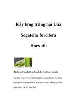 Tài liệu Rầy lưng trắng hại Lúa Sogatella furcifera Horvath pot