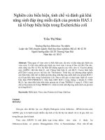 Nghiên cứu biểu hiện, tinh chế và đánh giá khả năng sinh đáp ứng miễn dịch của protein HA5 1 tái tổ hợp biểu hiện trong escherichia coli