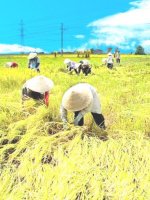 Tài liệu PHÁT TRIỂN NÔNG NGHIỆP, NÔNG THÔN NƯỚC TA HIỆN NAY - NHỮNG BỨC XÚC VÀ TRĂN TRỞ doc