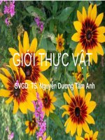 Tài liệu GIỚI THỰC VẬT - GVGD: TS. Nguyễn Dương Tâm Anh pptx
