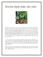 Tài liệu Hoa hòe thanh nhiệt, tiêu viêm pot