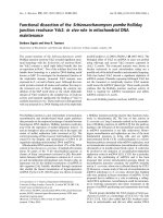 Tài liệu Báo cáo khoa học: Functional dissection of the Schizosaccharomyces pombe Holliday junction resolvase Ydc2: in vivo role in mitochondrial DNA maintenance pptx