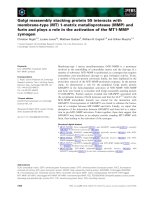 Tài liệu Báo cáo khoa học: Golgi reassembly stacking protein 55 interacts with membrane-type (MT) 1-matrix metalloprotease (MMP) and furin and plays a role in the activation of the MT1-MMP zymogen pdf