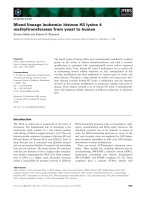 Tài liệu Báo cáo khoa học: Mixed lineage leukemia: histone H3 lysine 4 methyltransferases from yeast to human pptx