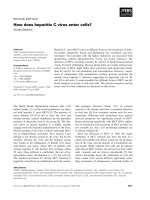 Tài liệu Báo cáo khoa học: How does hepatitis C virus enter cells? pptx