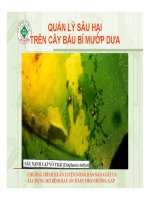 Tài liệu QUẢN LÝ SÂU HẠI TREN CÂY BẦU BÍ MƯỚP DƯA ppt
