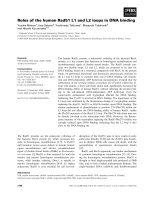 Tài liệu Báo cáo khoa học: Roles of the human Rad51 L1 and L2 loops in DNA binding doc
