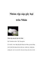 Tài liệu Nhóm rệp sáp gây hại trên Nhãn ppt