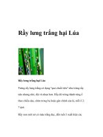 Tài liệu Rầy lưng trắng hại Lúa pdf