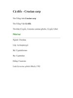 Tài liệu Cá diếc - Crucian carp pot