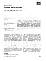 Tài liệu Báo cáo khoa học: Diego and friends play again Old planar cell polarity players in new positions doc