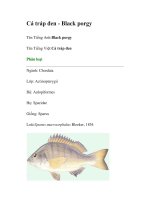 Tài liệu Cá tráp đen - Black porgy doc