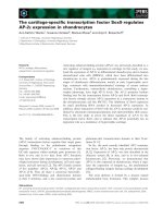Tài liệu Báo cáo khoa học: The cartilage-speciﬁc transcription factor Sox9 regulates AP-2e expression in chondrocytes pptx