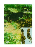 Tài liệu Bài thuốc trị suy nhược thần kinh doc