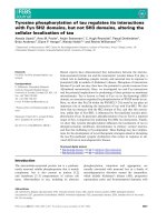 Tài liệu Báo cáo khoa học:Tyrosine phosphorylation of tau regulates its interactions with Fyn SH2 domains, but not SH3 domains, altering the cellular localization of tau ppt