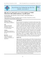 Tài liệu HIỆU QUẢ CỦA PHÂN HỮU CƠ VÀ VÔ CƠ TRONG CẢI THIỆN NĂNG SUẤT TIÊU (PIPER NIGRUM L.) TẠI PHÚ QUỐC pptx