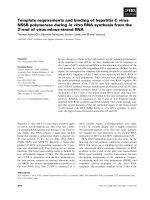 Tài liệu Báo cáo khoa học: Template requirements and binding of hepatitis C virus NS5B polymerase during in vitro RNA synthesis from the 3¢-end of virus minus-strand RNA docx